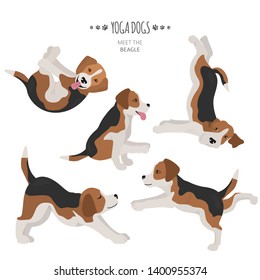 Yoga dogs poses and exercises. Beagle clipart. Vector illustration