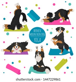 Yoga dogs poses and exercises. Bernese mountain dog clipart. Vector illustration