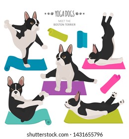 Yoga dogs poses and exercises. Boston terrier clipart. Vector illustration