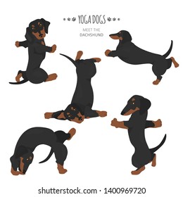 Yoga dogs poses and exercises. Dachshund clipart. Vector illustration