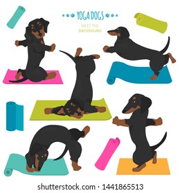 Yoga dogs poses and exercises. Dachshund clipart. Vector illustration