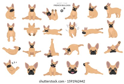 Yoga dogs poses and exercises. French bulldog clipart. Vector illustration