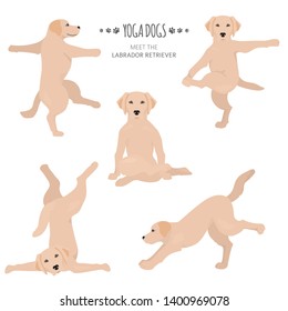 Yoga dogs poses and exercises. Labrador retriever clipart. Vector illustration