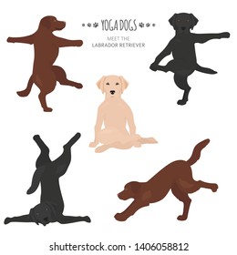 Yoga dogs poses and exercises. Labrador retriever clipart. Vector illustration