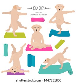 Yoga dogs poses and exercises. Labrador retriever clipart. Vector illustration