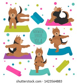 Yoga dogs poses and exercises. Norwich terrier clipart. Vector illustration