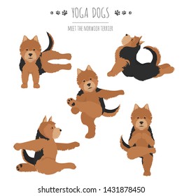 Yoga dogs poses and exercises. Norwich terrier clipart. Vector illustration