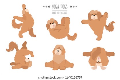 Yoga dogs poses and exercises poster design. Cockapoo clipart. Vector illustration