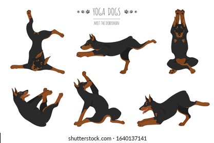 Yoga dogs poses and exercises poster design. Doberman clipart. Vector illustration