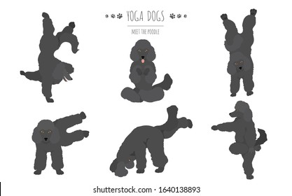 Yoga dogs poses and exercises poster design. Poodle clipart. Vector illustration