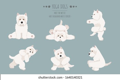 Yoga dogs poses and exercises poster design. West Highland White Terrier clipart. Vector illustration