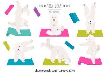 Yoga dogs poses and exercises poster design. Poodle clipart. Vector illustration