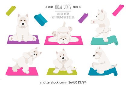 Yoga dogs poses and exercises poster design. West Highland White Terrier clipart. Vector illustration