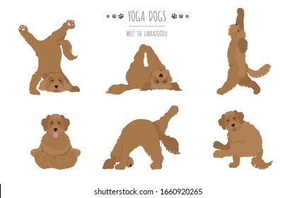 Yoga dogs poses and exercises poster design. Labradoodle clipart. Vector illustration svg