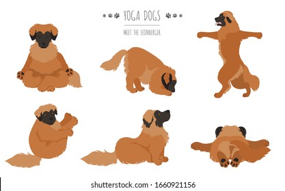 Yoga dogs poses and exercises poster design. Leonberger clipart. Vector illustration