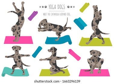 Yoga dogs poses and exercises poster design. Catahoula leopard dog  clipart. Vector illustration