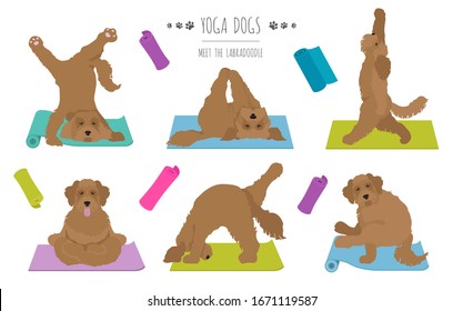 Yoga Hunde Poster Design und Übungen. Labradoodle Clip Art. Vektorillustration