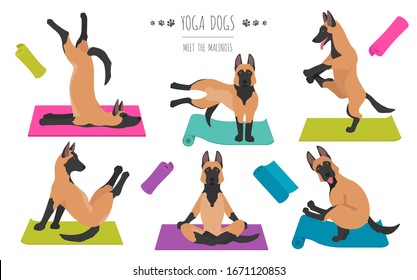 Yoga dogs poses and exercises poster design. Belgian malinois clipart. Vector illustration svg