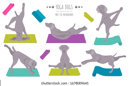 Yoga dogs poses and exercises poster design. Weimaraner clipart. Vector illustration