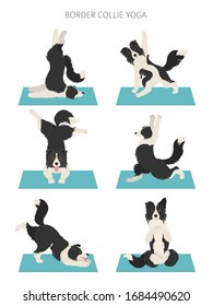 Yoga dogs poses and exercises poster design. Border collie clipart. Vector illustration