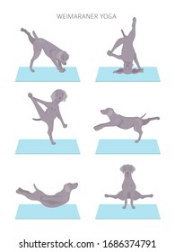 Yoga dogs poses and exercises poster design. Weimaraner clipart. Vector illustration