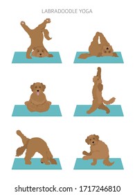 Yoga Hunde Poster Design und Übungen. Labradoodle Clip Art. Vektorillustration