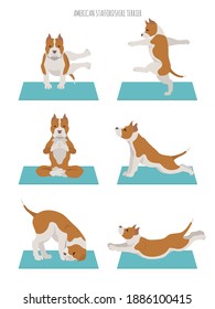 Yoga dogs poses and exercises poster design. American staffordshire terrier clipart. Vector illustration