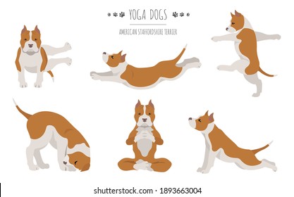 Yoga dogs poses and exercises poster design. American staffordshire terrier clipart. Vector illustration