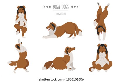 Yoga dogs poses and exercises. Rough collie clipart. Vector illustration