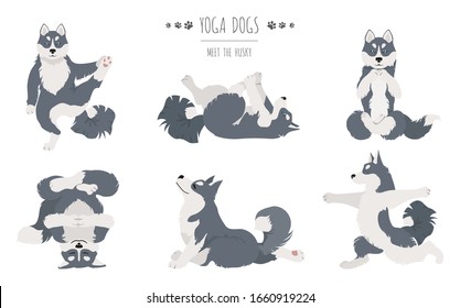 Yoga dogs poses and exercises. Siberian husky and Alaskan husky clipart. Vector illustration