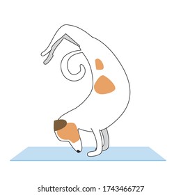 Yoga and Jack Russell Terrier performs asanas or scorpion pose. Stock vector flat illustration with dog or character as concept of yoga or healthy lifestyle.