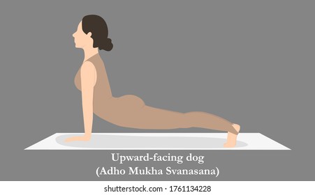 yoga pose. Vector illustration. Illustration of practicing  woman. Icon of yoga girl isolated on the grey background. Up face dog