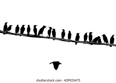 Yong starlings on the wire. Silhouettes.