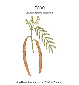 Yopo, or cohoba (Anadenanthera peregrina), medicinal plant. Hand drawn botanical vector illustration