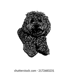 Yorkie Bichon hand drawing vector illustration isolated on white background