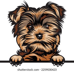 Yorkie Color Peeking Dogs. Color image of a dogs head isolated on a white background. Dog portrait, Vector illustration