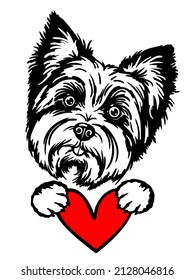 Yorkie with heart, Yorkshire terrier