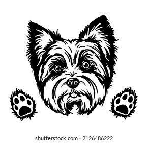 Yorkie, Yorkshire Terrier, Dog Portrait