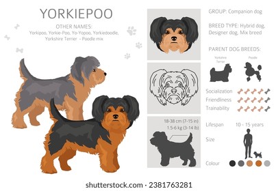 Yorkiepoo clipart. Yorkshire terrier Poodle mix. Different coat colors set.  Vector illustration