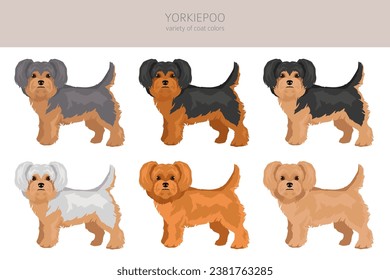 Yorkiepoo clipart. Yorkshire terrier Poodle mix. Different coat colors set.  Vector illustration