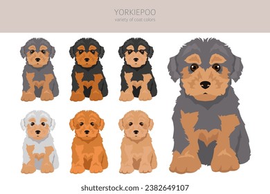 Yorkiepoo clipart. Yorkshire terrier Poodle mix. Different coat colors set.  Vector illustration