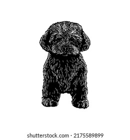 Ilustración vectorial de dibujos a mano yorkie-poo aislada en fondo blanco