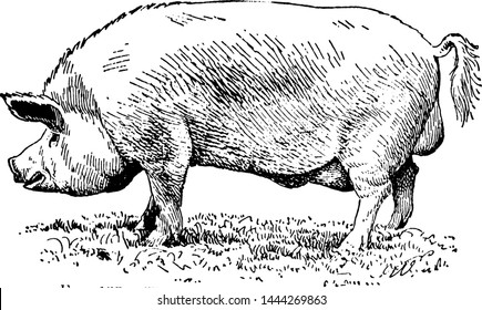 Yorkshire Pig, Vintage Engraved Illustration.