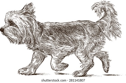 Yorkshire Terrier