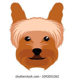 Yorkshire terrier avatar