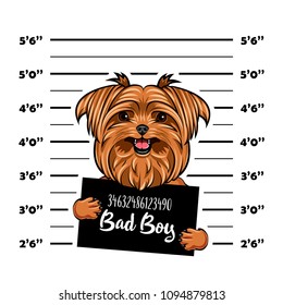 Yorkshire terrier Bad boy. Dog prison. Police mugshot background. Yorkshire terrier criminal. Arrest photo. Vector illustration.