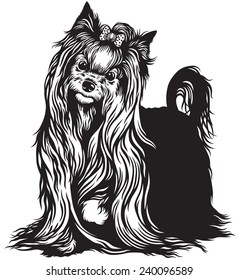 yorkshire terrier black and white image