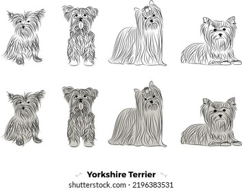 Yorkshire terrier breed, dog pedigree drawing. Cute dog characters in various poses, designs for prints adorable and cute Yorkshire terrier cartoon vector set, in different poses. Small dog