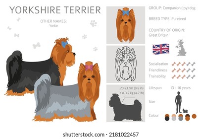 Yorkshire Terrier clipart. Different poses, coat colors set.  Vector illustration