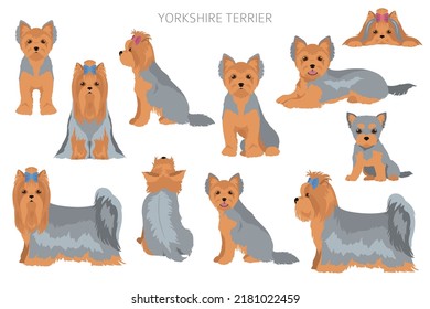 Yorkshire Terrier clipart. Different poses, coat colors set.  Vector illustration